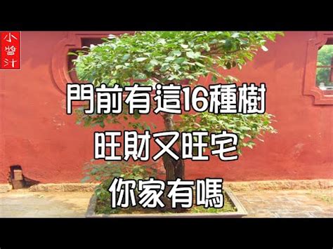 龍眼樹風水|龍眼樹在風水學的用意 – 瞭解龍眼樹在風水學上的神秘力量【龍眼。